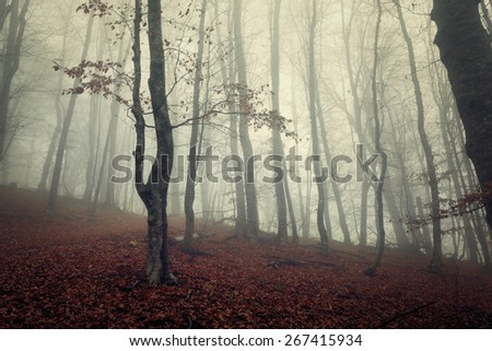 Mysterious dark autumn forest in  fog with red leaves, trees and branches. Autumn morning in Crimea (Mountain Ai-Petry)