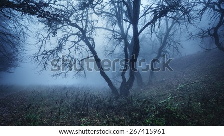 Mysterious dark autumn forest in fog with leaves, trees and branches . Autumn morning in Crimea (Mountain Ai-Petry)