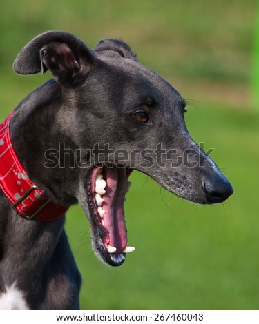 Black greyhound yawning portrait with a red collar