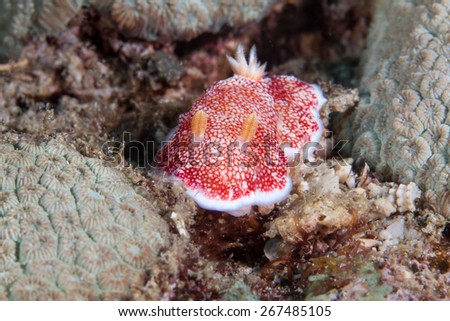 Colorful Nudibranch crawling slowly on coral reef of Anilao, Philippines.