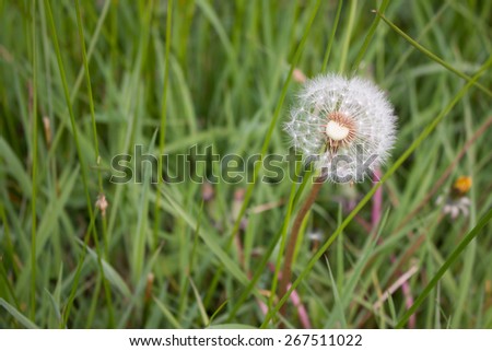 Dandelion seeds on grass