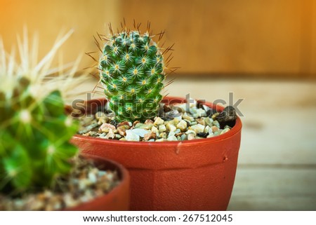 cactus in plastic pot on wooden background.vintage color tone.