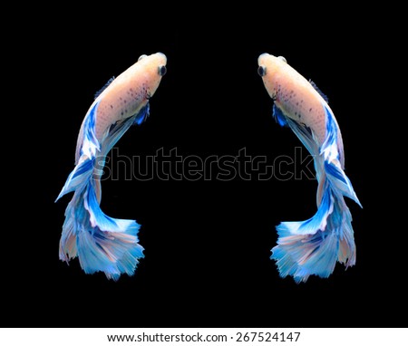 White and blue siamese fighting fish, betta fish isolated on black background.
