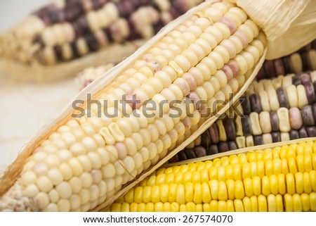 Fresh raw corn cobs with different colors for a healthy diet food background