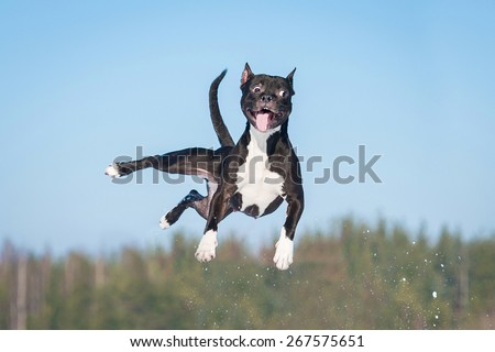 Funny american staffordshire terrier dog with crazy eyes flying in the air Royalty-Free Stock Photo #267575651