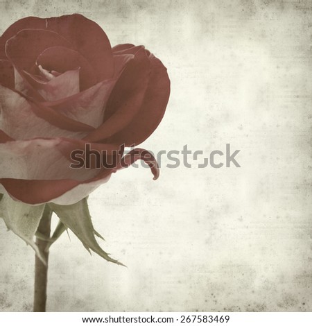 textured old paper background with two-toned roses