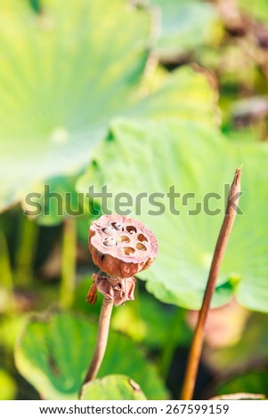 Dried lotus becomes shower