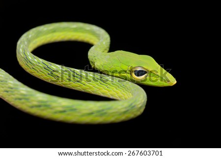 Close-up image of a big eyed green whip snake