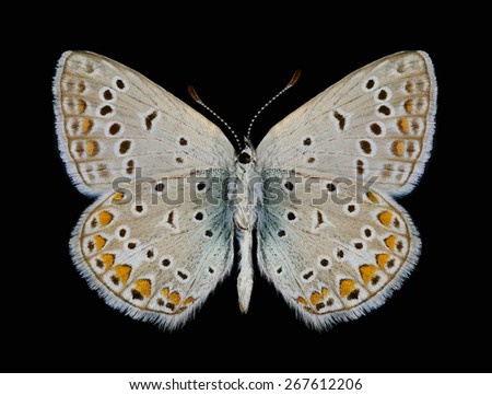 Butterfly Polyommatus icarus (male) (underside) on a black background