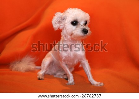 Small Maltese Dog
