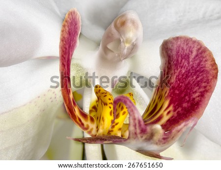 macro orchid