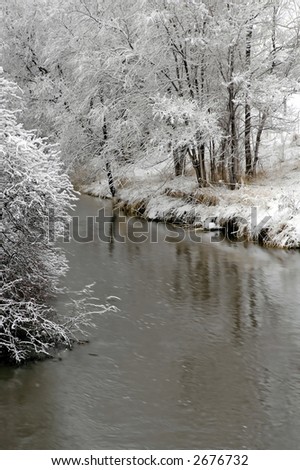 Stand of trees covered in snow in the winter with river