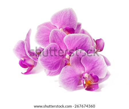 orchid flowers branch isolated on white background with shadow Royalty-Free Stock Photo #267674360