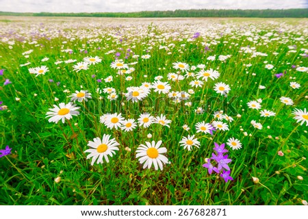 camomile field on a warm summer day