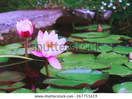 pond with floating pink lotus flowers and green leaves 