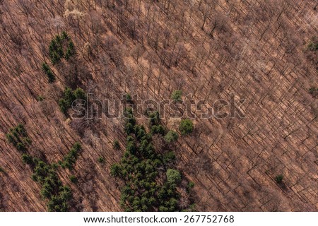 aerial view of spring time forest in Poland