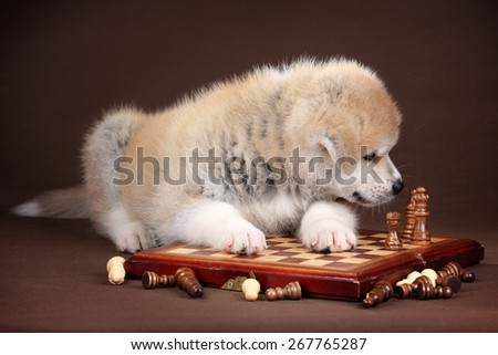 Fluffy puppy plays chess