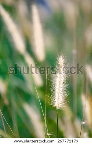 High spring grass in summer on the field, shallow depth of field