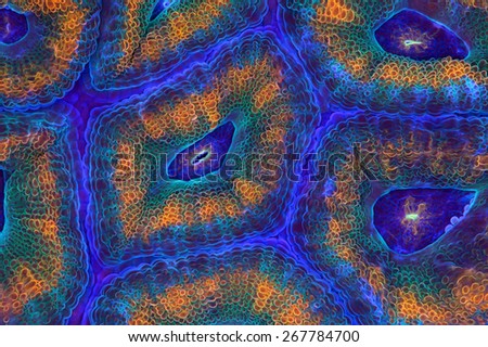 This is a macro photograph of a Micromussa colony with yellow and green ringed polyps. Royalty-Free Stock Photo #267784700