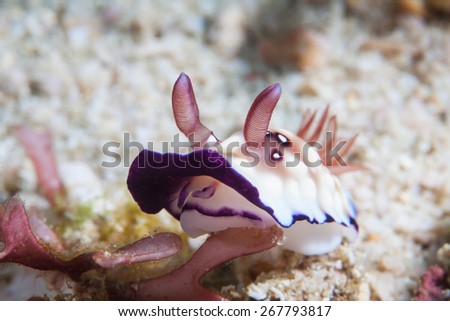 Colorful Nudibranch crawling slowly on coral reef of Anilao, Philippines.