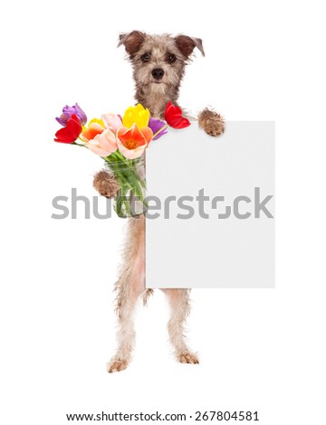 Cute dog holding a jar of colorful tulip flowers and holding a blank sign to enter your message on
