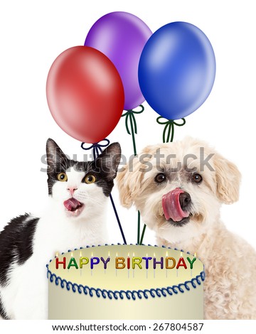 Funny image of a dog and cat licking lips for a birthday cake with balloons in the background