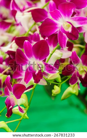 indigenous flora of tropically beautiful orchid,naturally existing in Thailand