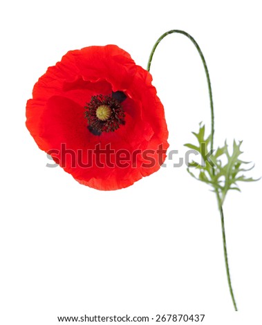 Poppy with pollen on the petals isolated on white background.