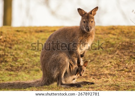 Kangaroo Mother, Common wallaroo (Macropus robustus), with a Baby Joey in the Pouch