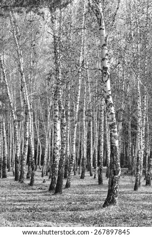 birch, black and white photo