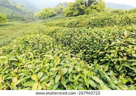 Green tea garden scenery