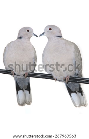 two turtle Dove ( streptopelia turtur ) on a white background