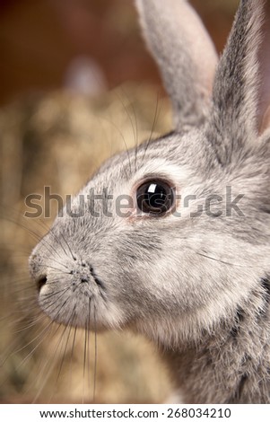 Pictures of rabbits on the straw