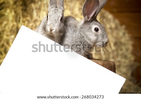 Pictures of rabbits on the straw