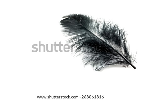 Black feather isolated on white blackground