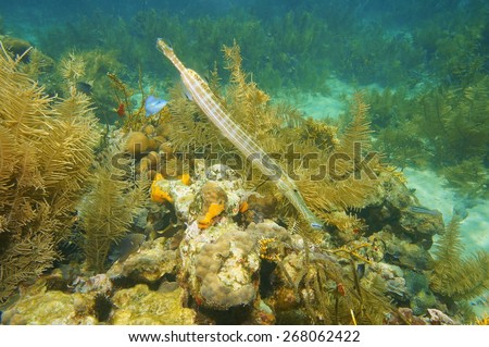 Tropical long-bodied fish Trumpetfish, Aulostomus maculatus, underwater in a coral reef of the Caribbean sea