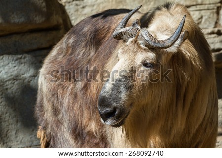 Close up of a Takin, A tibetan mammal found often in the Himalayas. this picture was taken at a zoo.