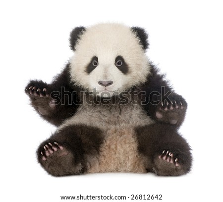 Giant Panda  (6 months)  - Ailuropoda melanoleuca in front of a white background