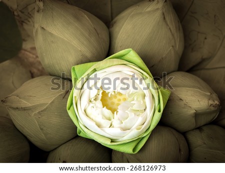 Bouquet of Lotus flowers worship to the Buddha , in Thailand, Art  picture style
