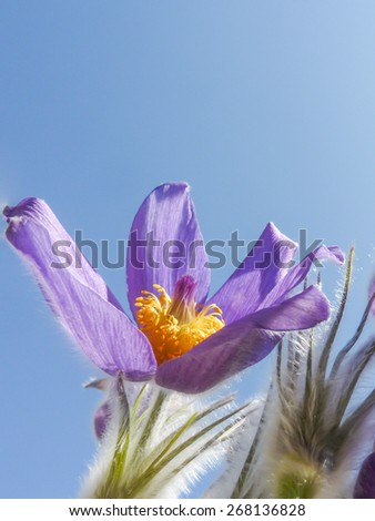 magnificent purple spring flower