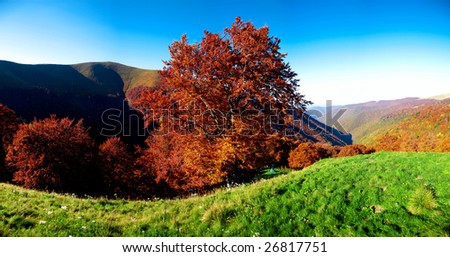 Stock photo: an image of a picture of golden autumn