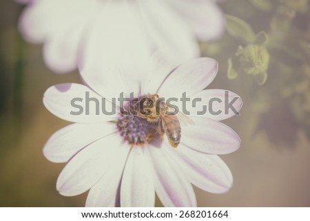 bee in the flowers in spring, effect vintage and boken