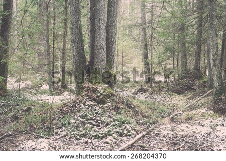 snow covered forest with trails and green grass in early spring - retro vintage film effect
