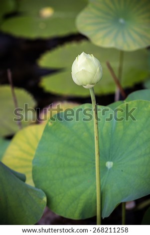 white lotus with leaf in background