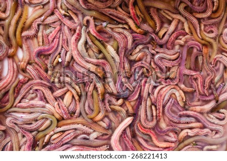 Sand worms in Vietnamese market, ingredient for local traditional food