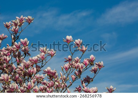 blossom bloom magnolia