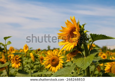 Blooming sunflowers against the sky