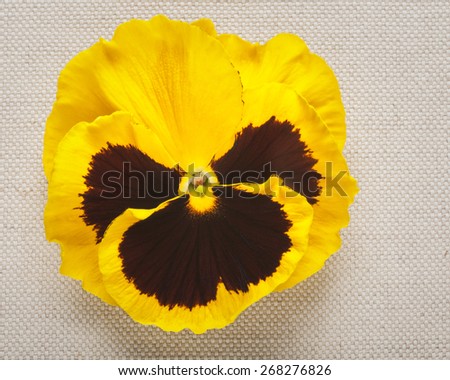 Greeting card with yellow pansy. Mothers day concept. Single spring flower on linen fabric background. Copy space