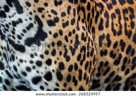 leopard and ocelot skin texture.