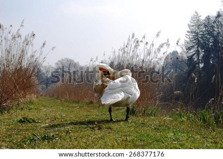 Swan Nature Austria Nikon April 